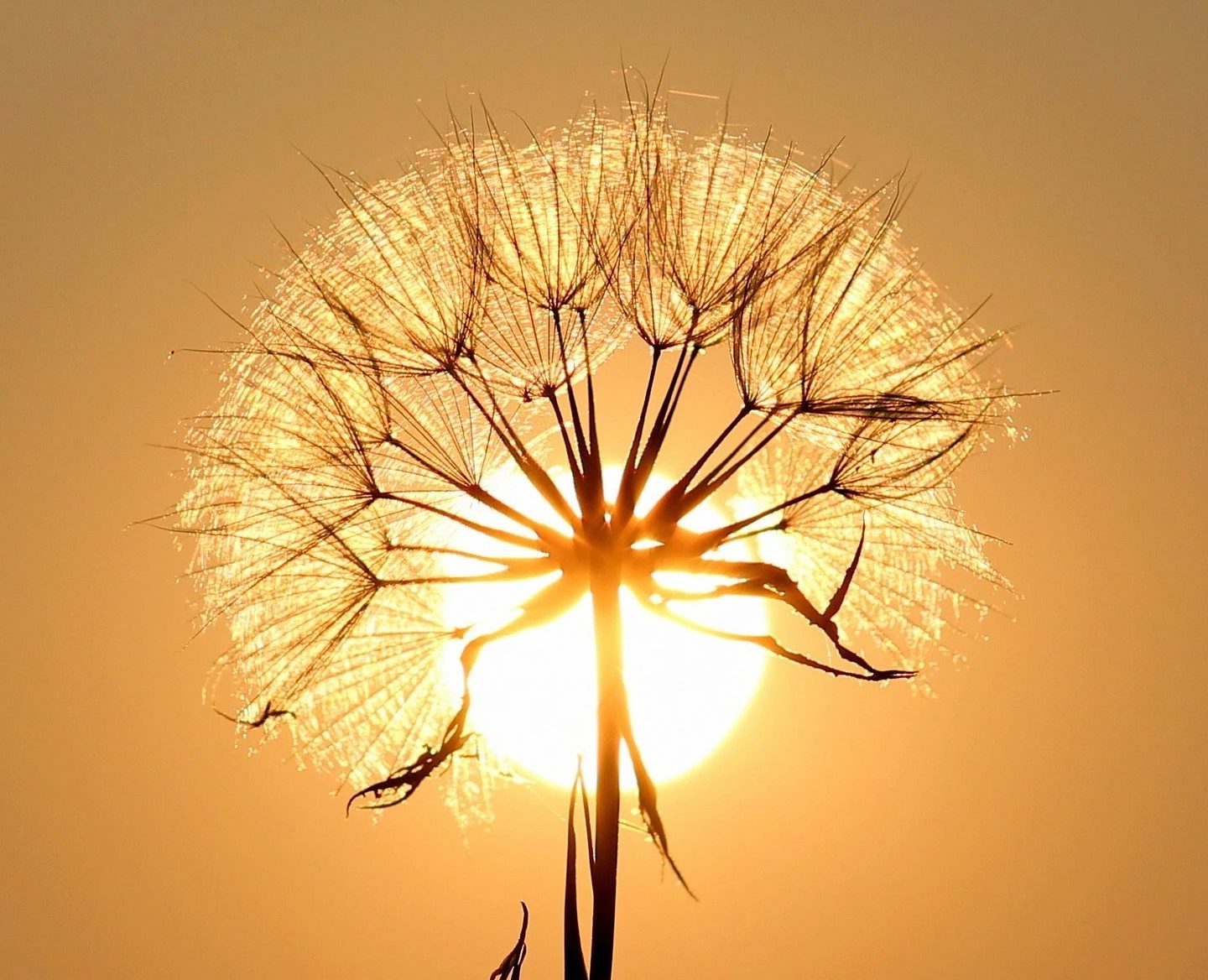 Integrales-Coaching und Human-Energetik